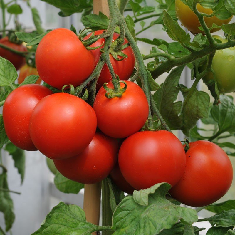agro_products