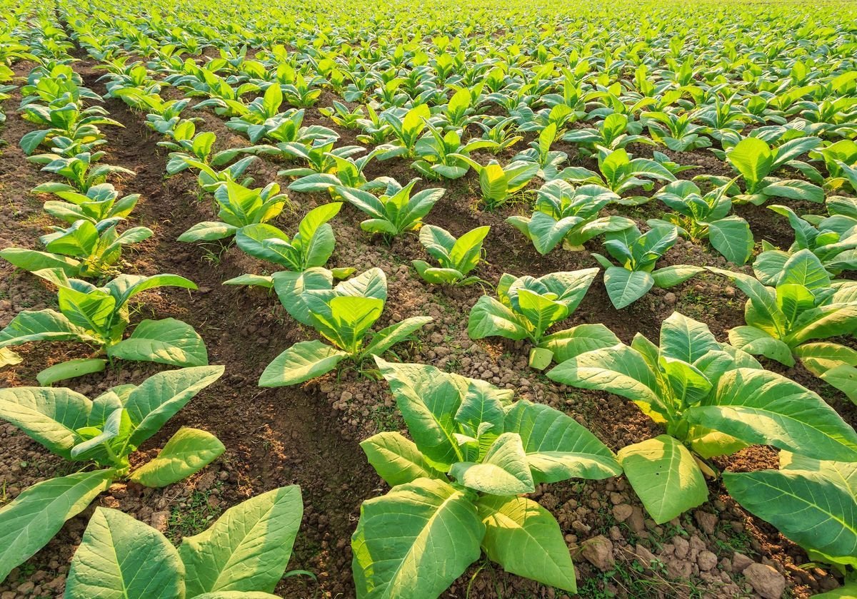 tobacco_plants