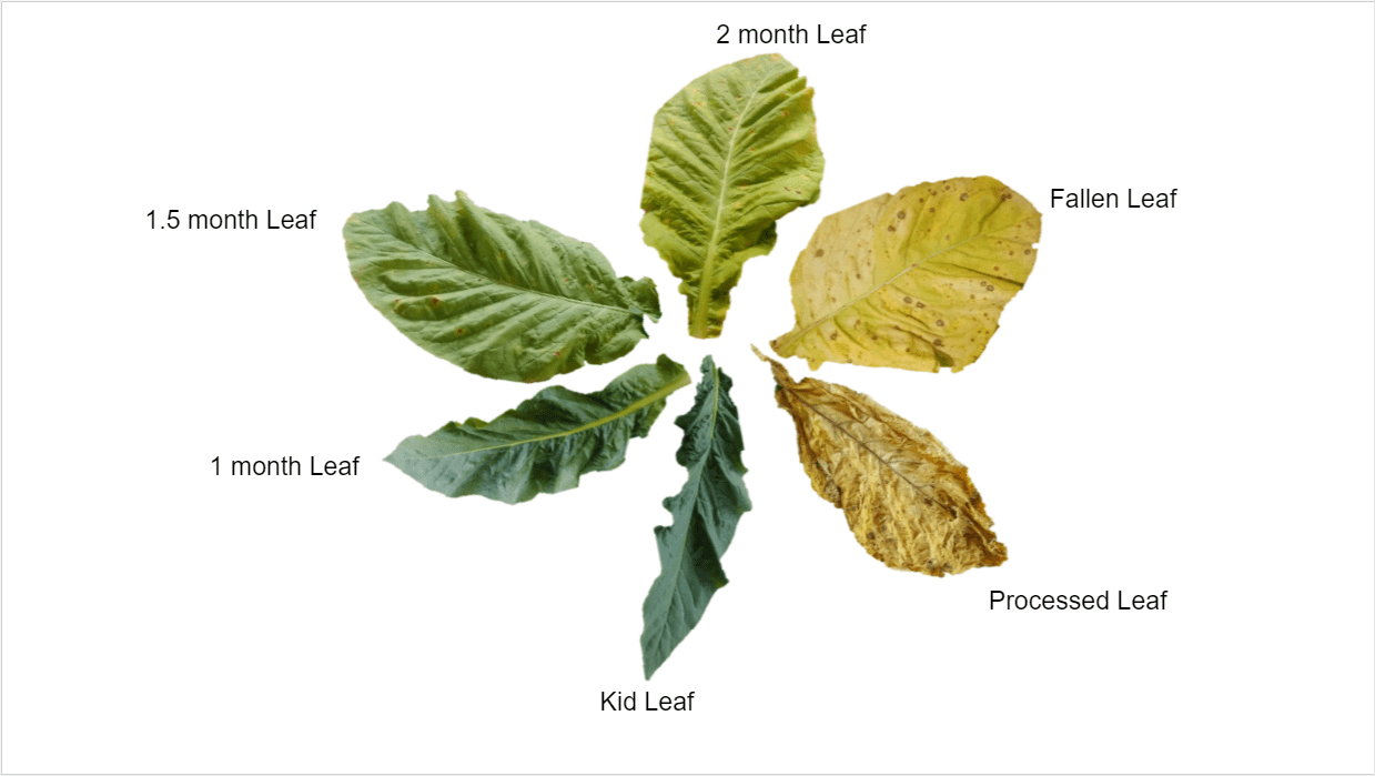 leaf_life_cycle