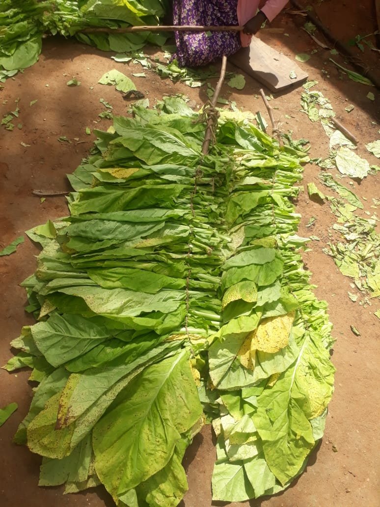 leaf_stack_1