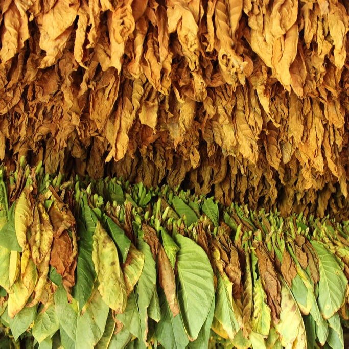 tobacco_leaves